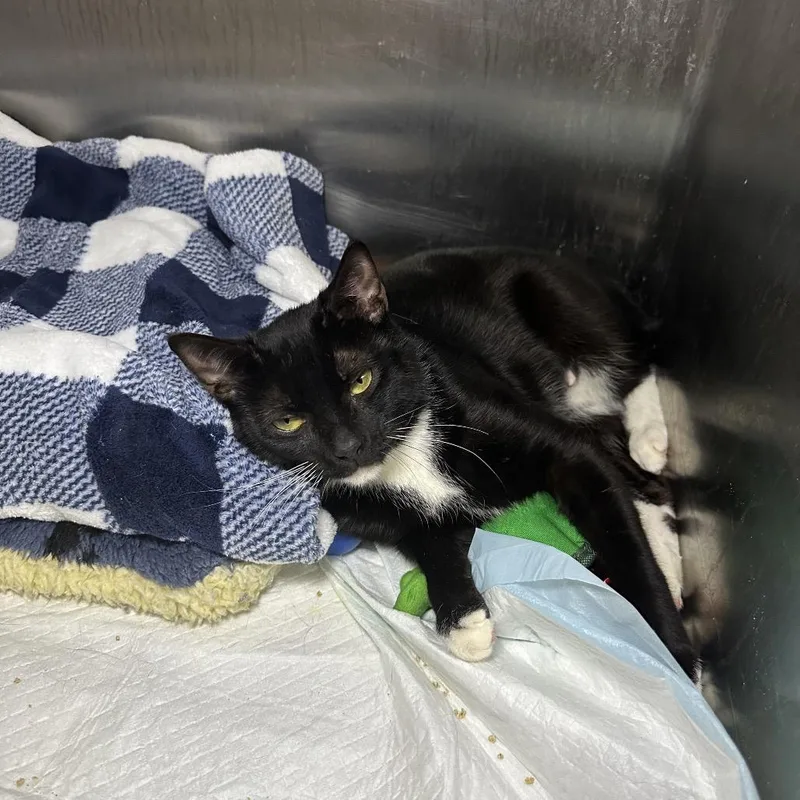 Mama Turkey thumbnail 2