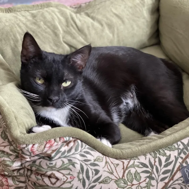 Mama Turkey thumbnail 3