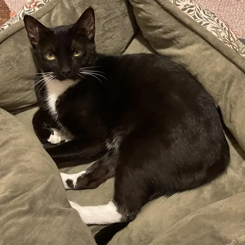 Mama Turkey thumbnail 4