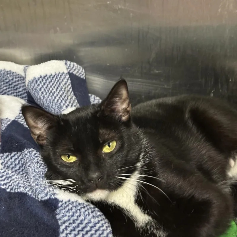 Mama Turkey thumbnail 5