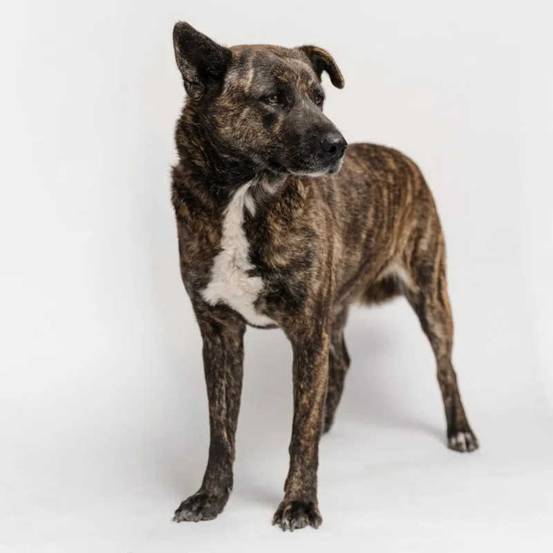 A young medium-sized female Brindle Dutch Shepherd dog named Buba for adoption in Manvel, TX