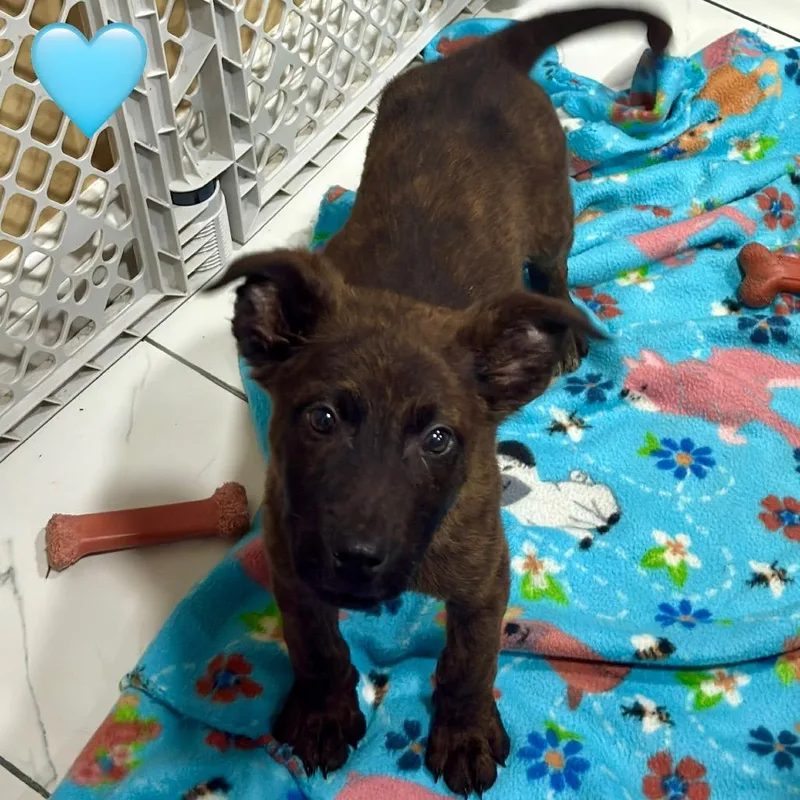 A baby small-sized male Brown / Chocolate German Shepherd Dog dog named Niko for adoption in Ray, MI