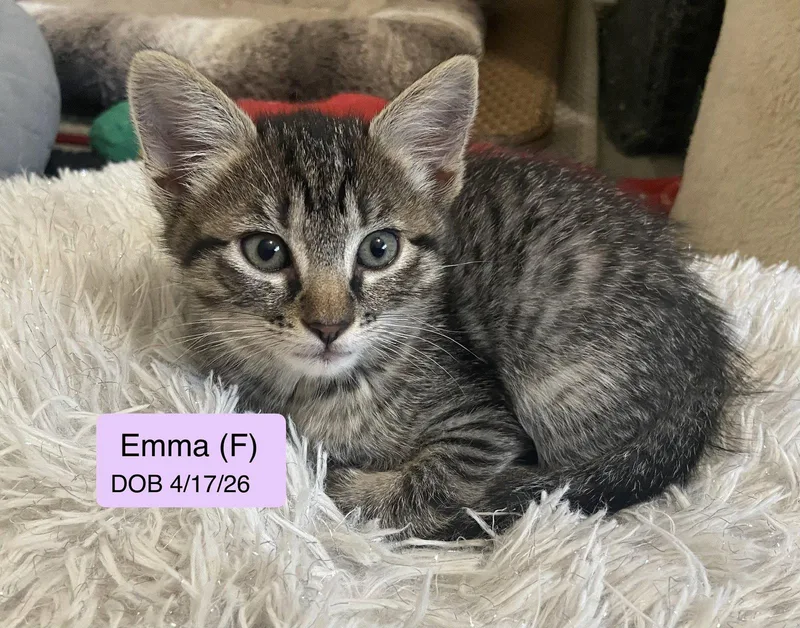 A baby medium-sized female Domestic Short Hair cat named Emma for adoption in Vacaville, CA