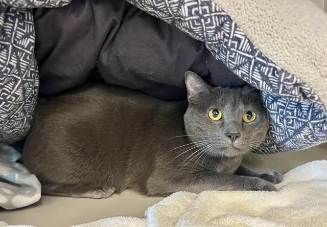 An adult medium-sized male Domestic Short Hair cat named Mufasa for adoption in Kalamazoo, MI