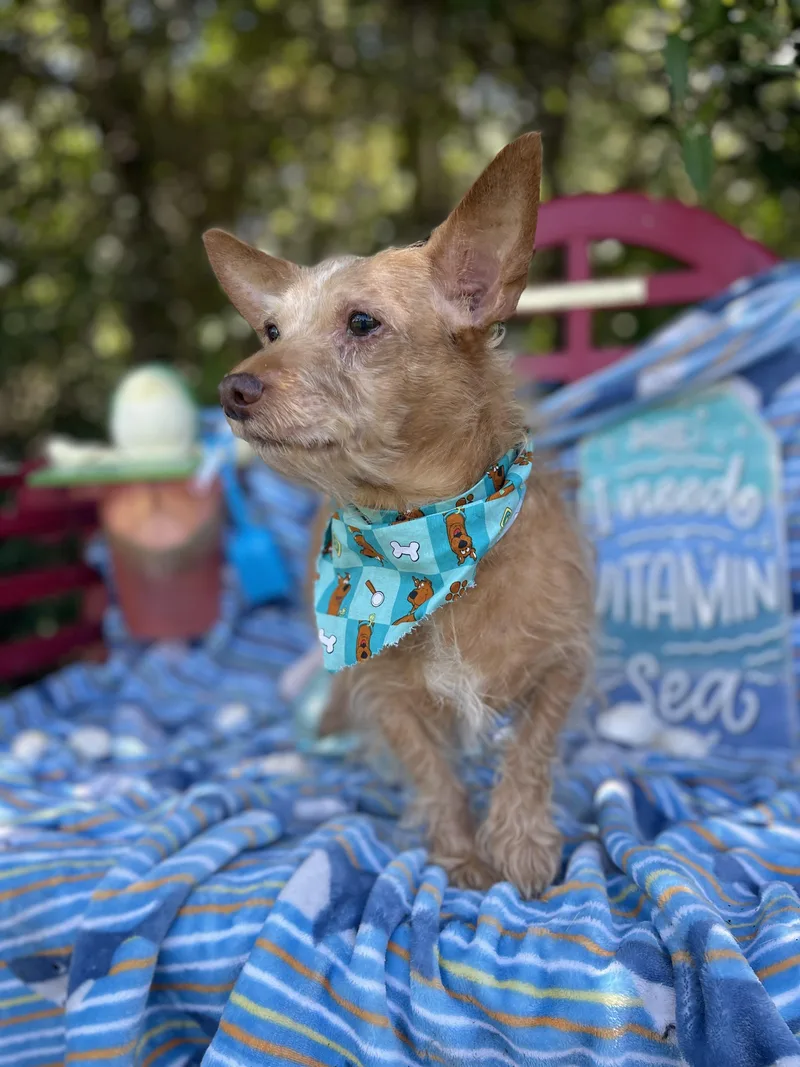 An adult small-sized male Norfolk Terrier dog named Bubbub for adoption in Sebring, FL