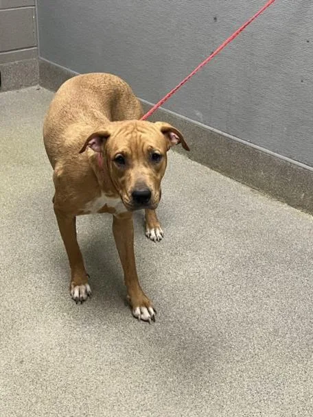 A young medium-sized female Pit Bull Terrier dog named Luna Lovegood for adoption in Las Vegas, NV