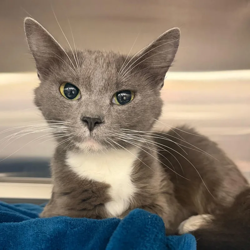 An adult medium-sized female Gray / Blue / Silver Domestic Short Hair cat named Beauty for adoption in Keizer, OR
