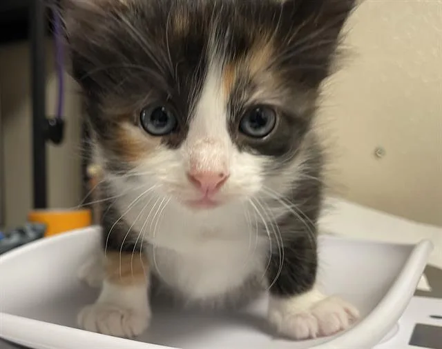A baby small-sized female Domestic Short Hair cat named Cider for adoption in Sugar Land, TX