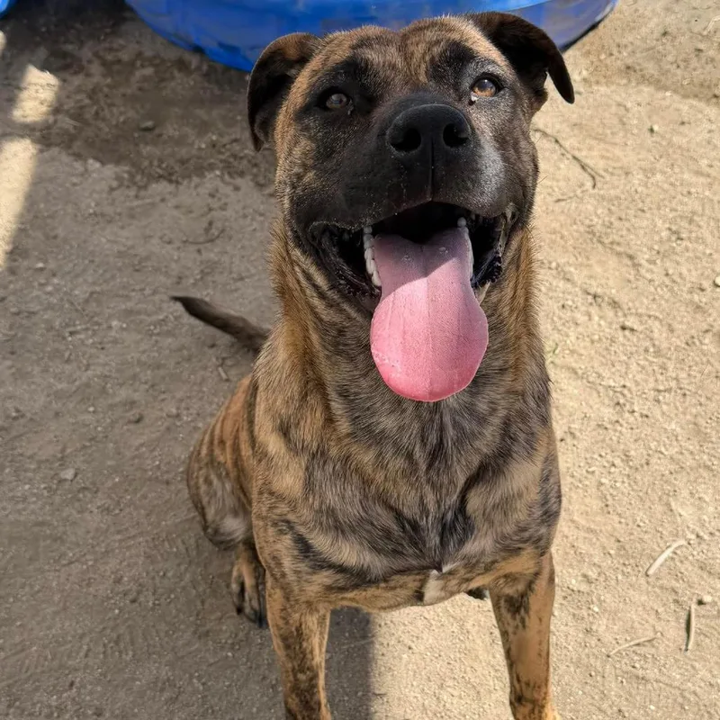 A young medium-sized female Brindle Dutch Shepherd dog named Stephanie for adoption in San Jacinto, CA
