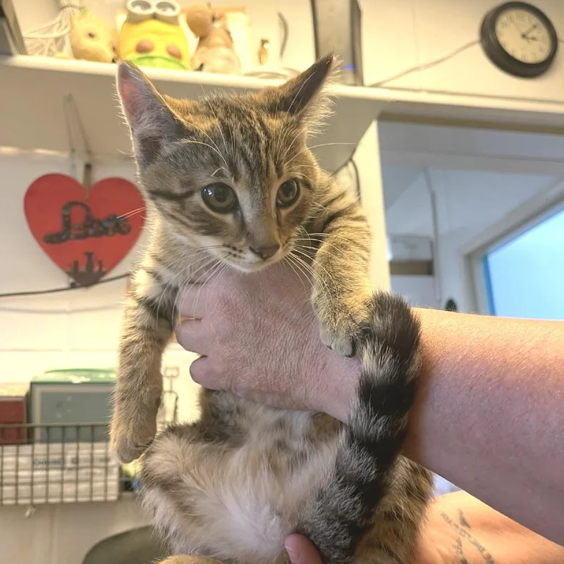 A baby small-sized male Brown / Chocolate Domestic Short Hair cat named Moscato for adoption in Albert Lea, MN