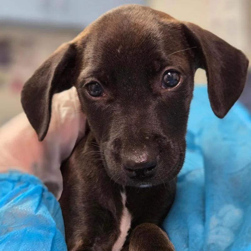 A baby small-sized male Brown / Chocolate Mixed Breed dog named Harry Poocher for adoption in Charleston, WV