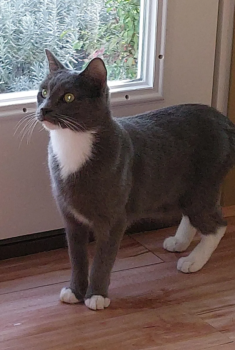 An adult large-sized female Domestic Short Hair cat named Bea & Sierra  for adoption in Roachdale, IN
