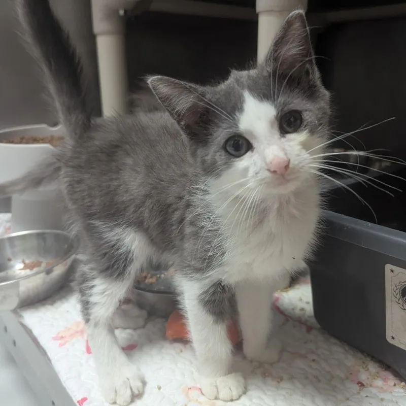 A baby small-sized female Gray / Blue / Silver Domestic Short Hair cat named Summit for adoption in Evansville, IN