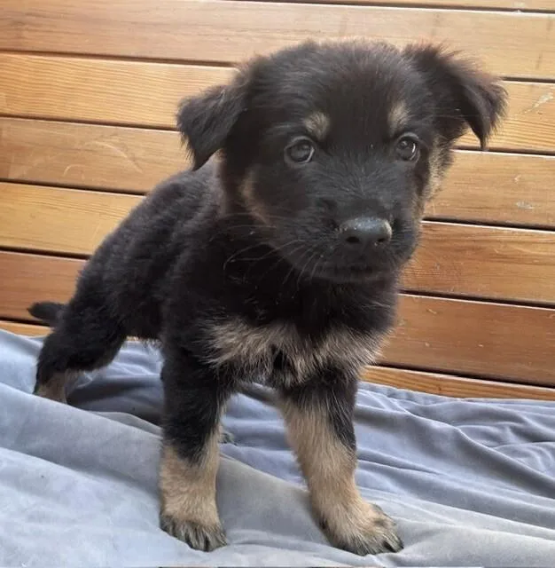 A young large-sized male German Shepherd Dog dog named Atlas for adoption in Seattle, WA
