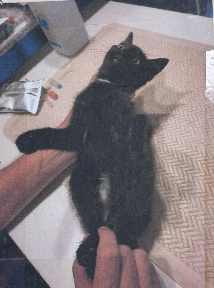 A young small-sized female Black & White / Tuxedo Domestic Short Hair cat named Croft Freeport for adoption in Westbury, NY
