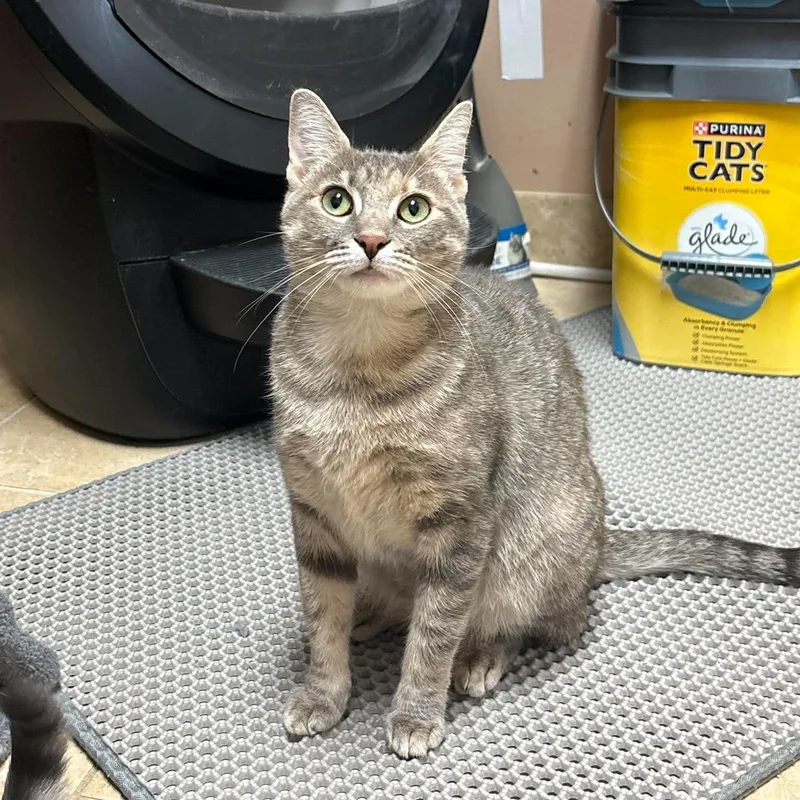 A young medium-sized female Tabby (Gray / Blue / Silver) Domestic Short Hair cat named Pepper for adoption in Rochester, NY