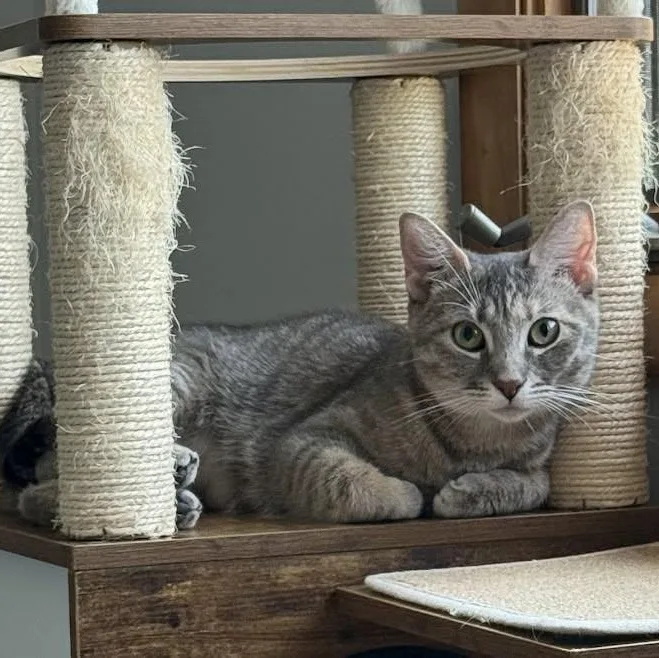 Pepper thumbnail 2