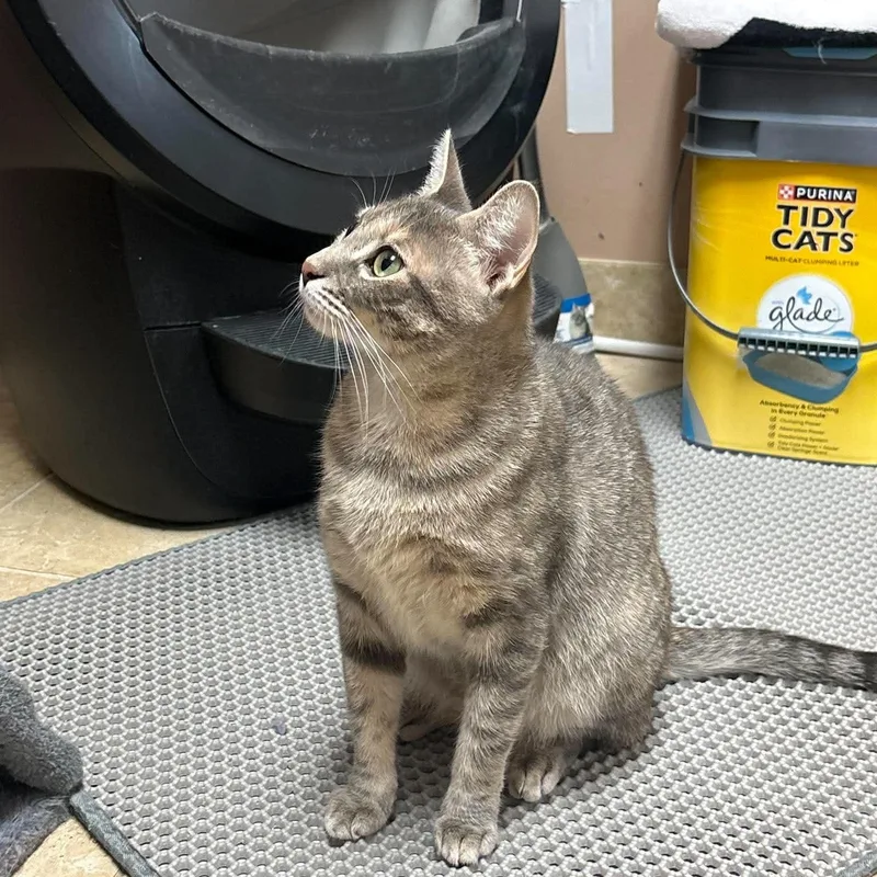 Pepper thumbnail 3