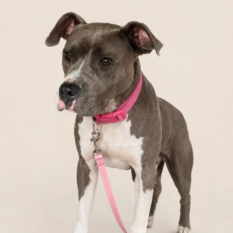 A young small-sized female Mixed Breed dog named Kenya for adoption in Mount Gilead, NC