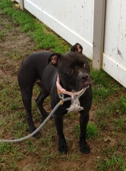 An adult medium-sized female Mixed Breed dog named Armani for adoption in Fallston, MD