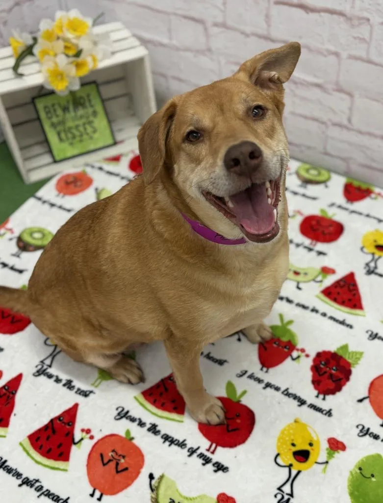 An adult large-sized female Labrador Retriever dog named Nala for adoption in Detroit, MI