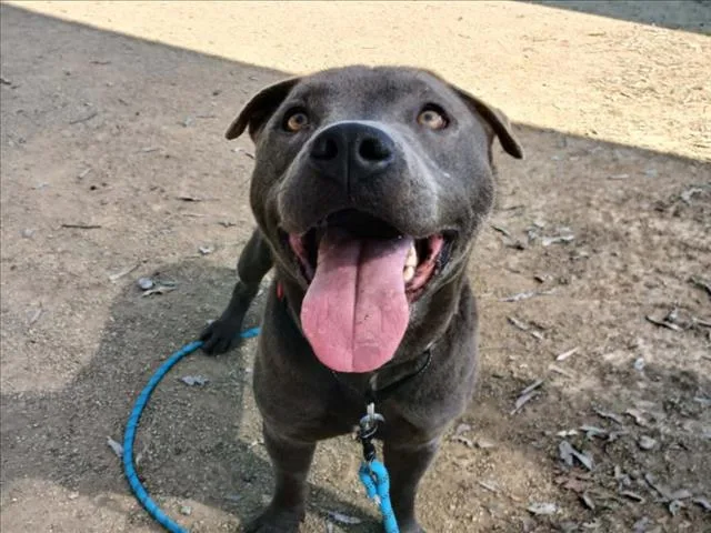 An adult large-sized male Pit Bull Terrier dog named Cruz for adoption in Martinez, CA