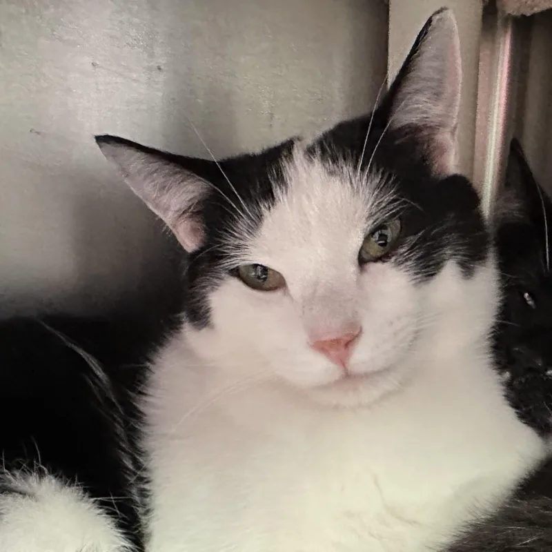 Mowgli & Finn Bonded thumbnail 4