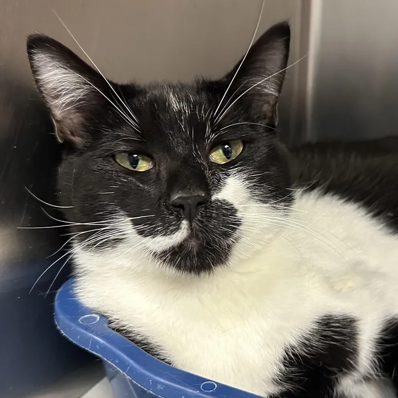 Mowgli & Finn Bonded thumbnail 5