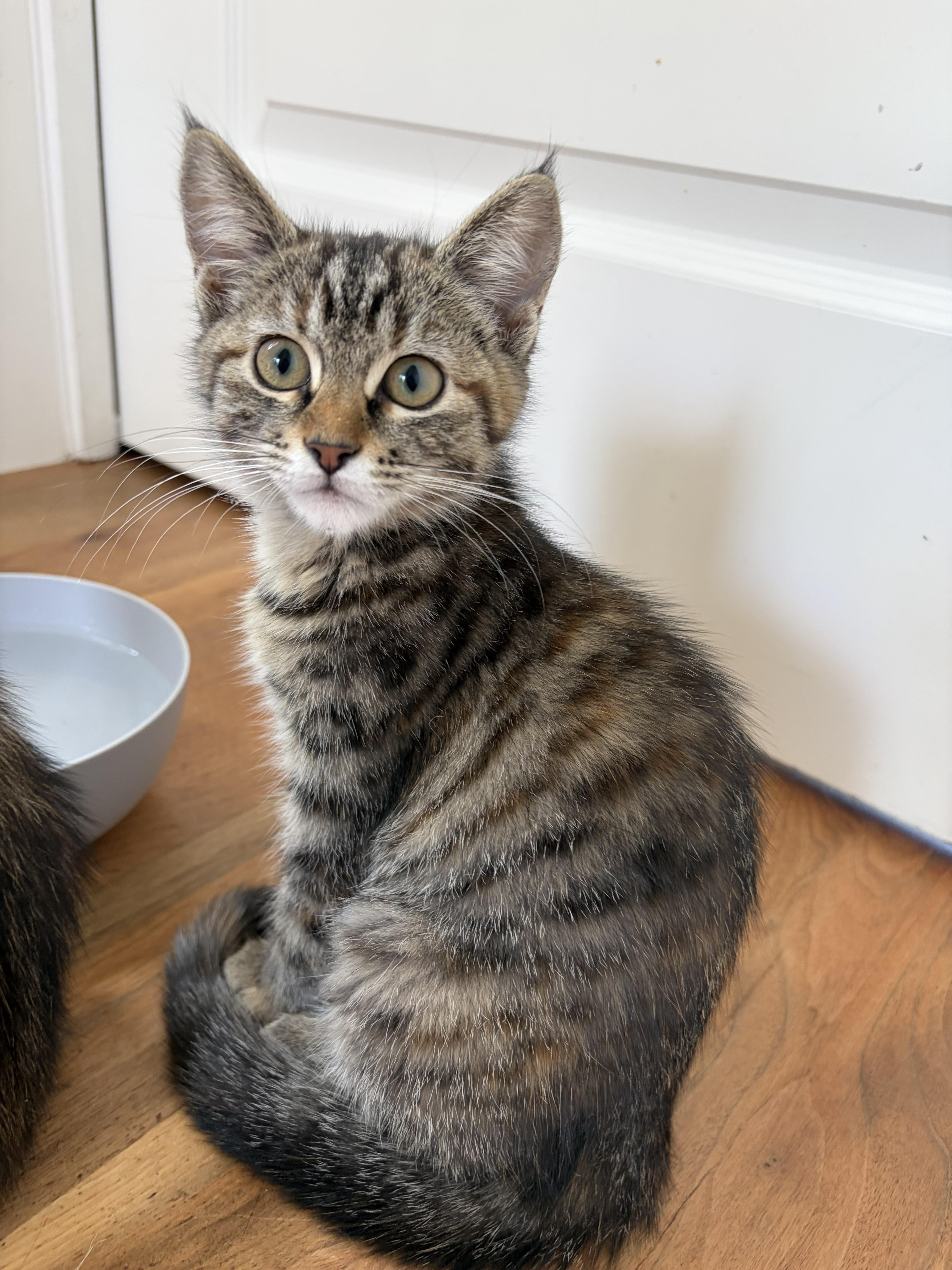 A baby small-sized female Tabby (Brown / Chocolate) Domestic Short Hair cat named Penny for adoption in Missoula, MT