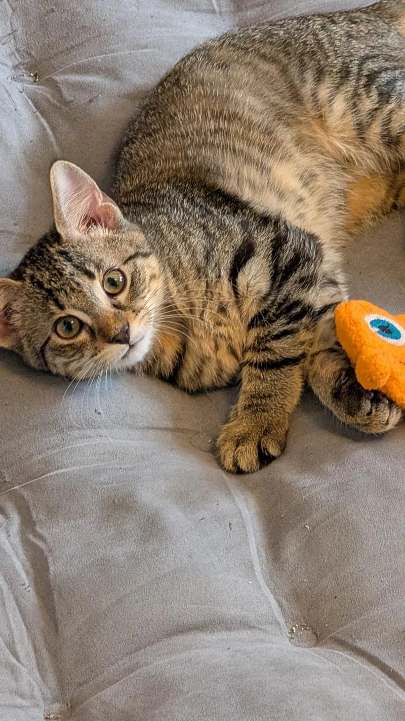 A baby medium-sized female Tabby (Brown / Chocolate) Domestic Short Hair cat named Freya for adoption in Joliet, IL