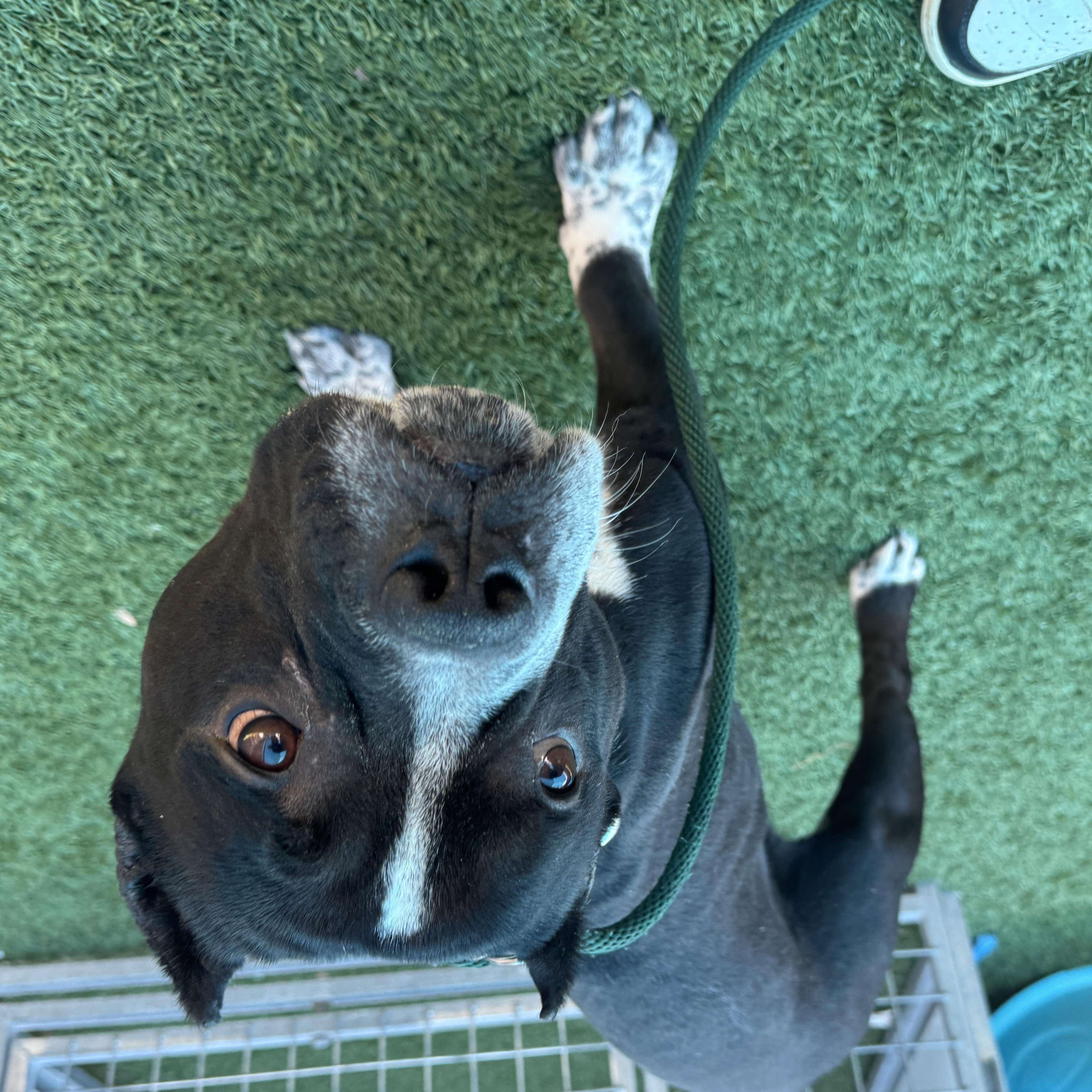 An adult medium-sized male American Bully dog named Buddy for adoption in Portland, ME