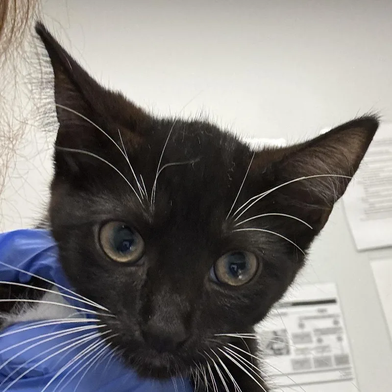 A baby small-sized female Black Domestic Short Hair cat named Hydrogen for adoption in Jacksonville, FL