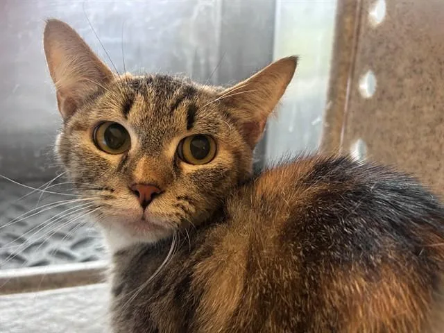 An adult medium-sized female Domestic Short Hair cat named Konocti for adoption in Rancho Cucamonga, CA