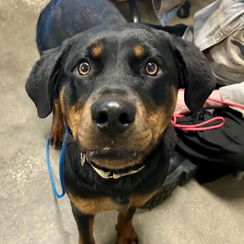 Tika Fast Favorite thumbnail 2