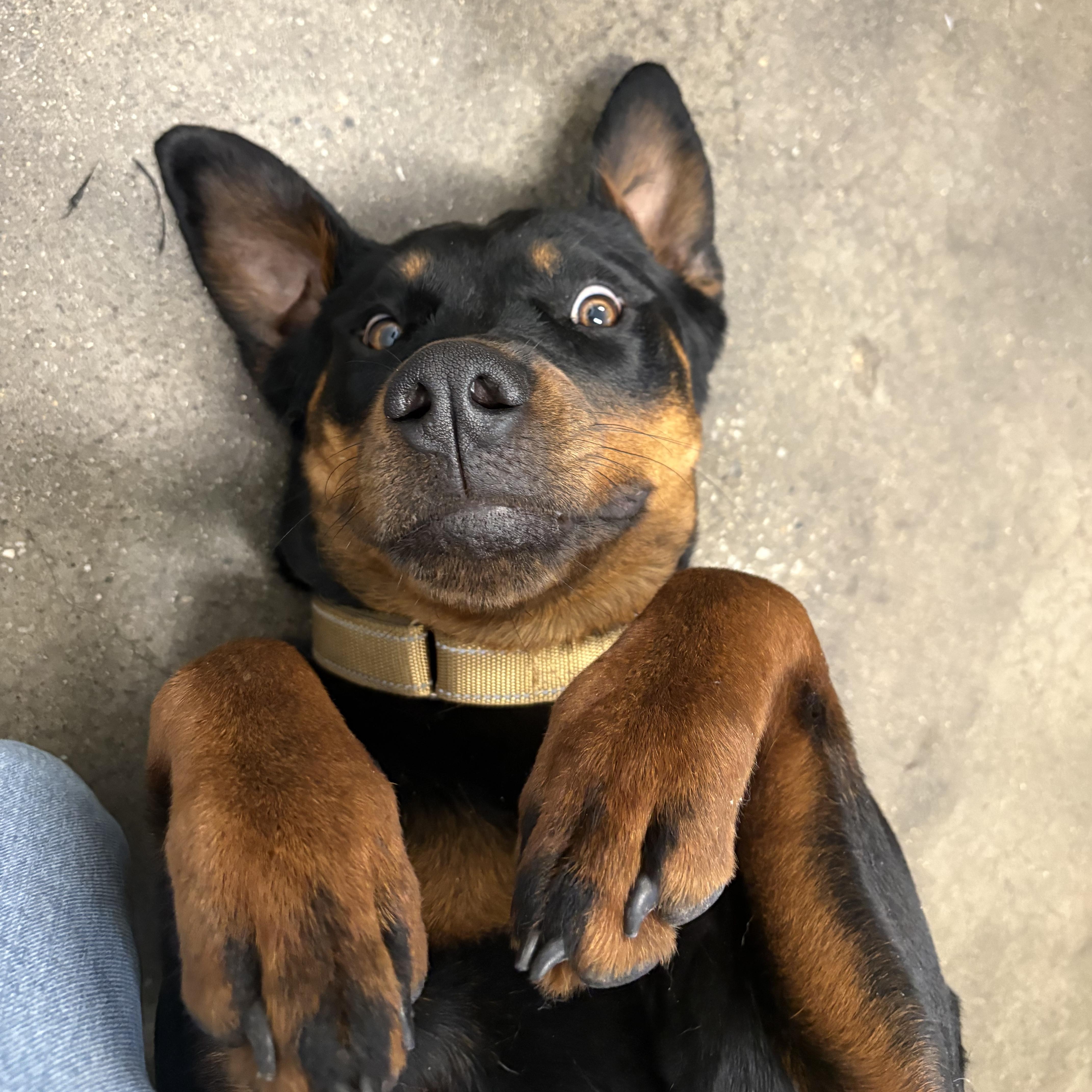 Tika Fast Favorite thumbnail 3