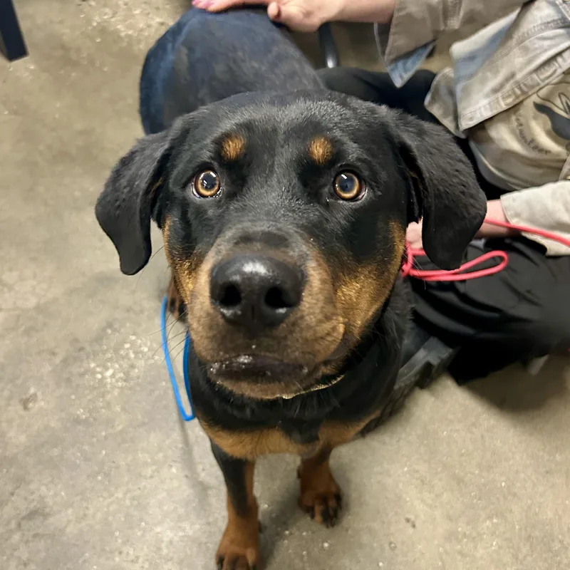 Tika Fast Favorite thumbnail 4