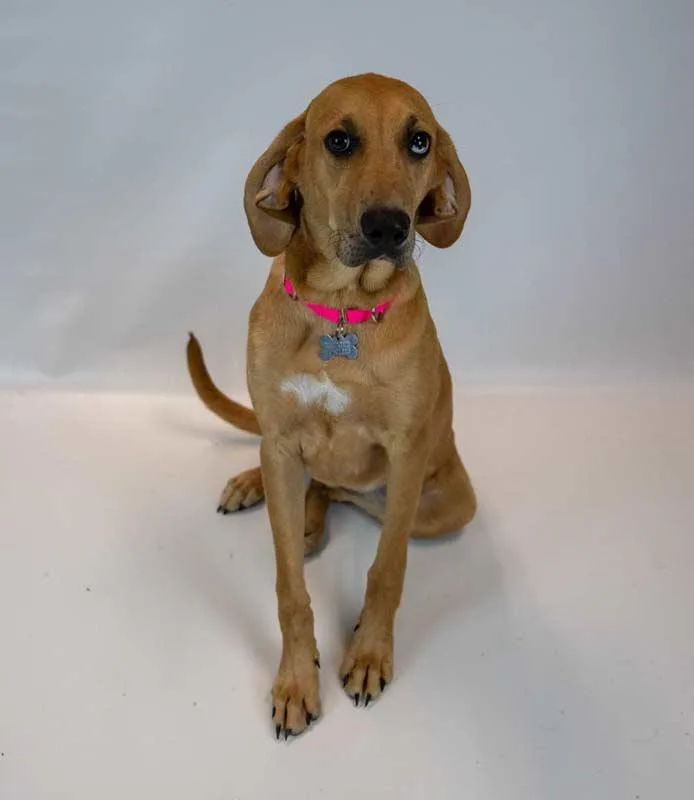 A young medium-sized female Labrador Retriever dog named Aria for adoption in Kennesaw, GA