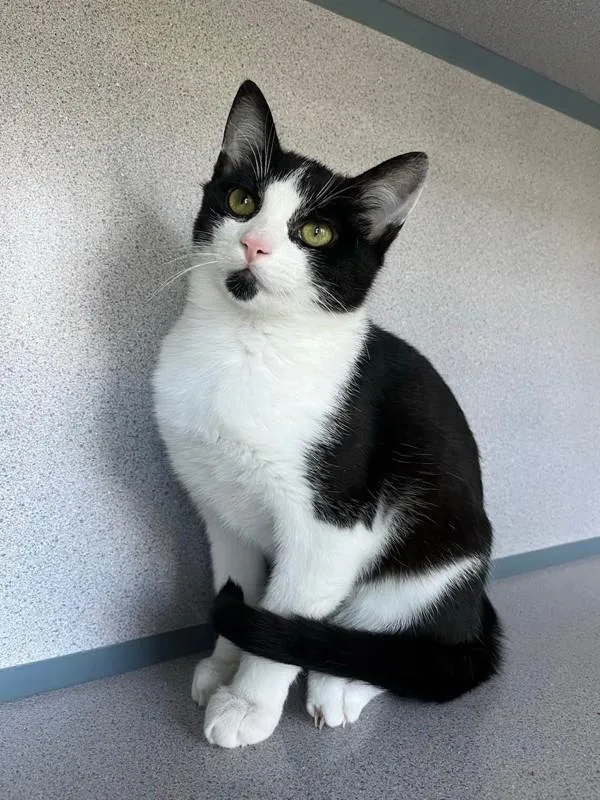 A young small-sized male Domestic Short Hair cat named Hopper for adoption in Skillman, NJ