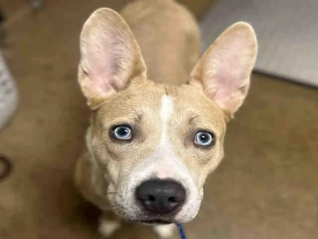 A young medium-sized female Pit Bull Terrier dog named Sapphire for adoption in Bonita, CA