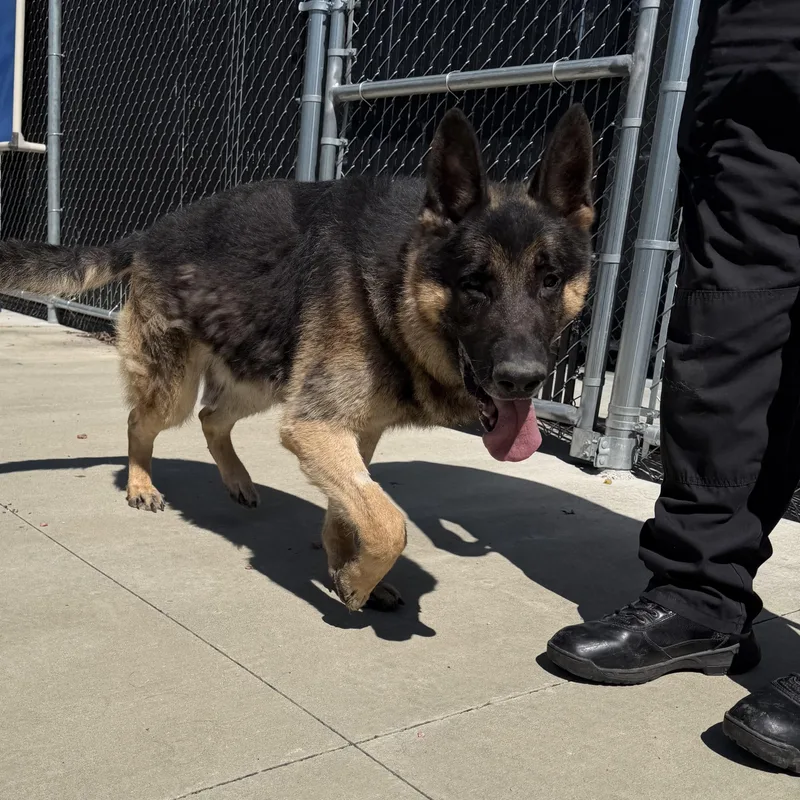 An adult extra large-sized male German Shepherd Dog dog named Tyson for adoption in North Providence, RI