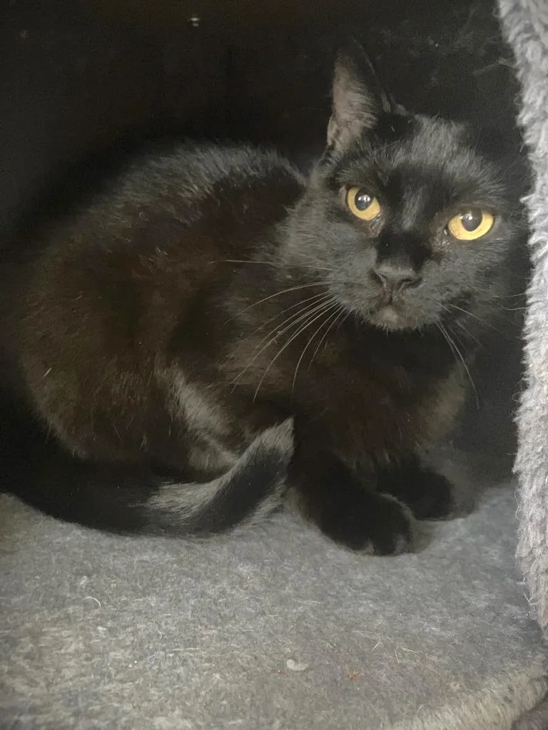 A young large-sized female Domestic Short Hair cat named Star for adoption in Grand Junction, CO