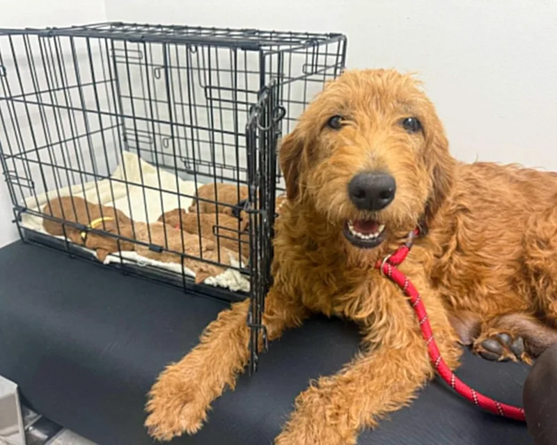 An adult large-sized female Golden Retriever dog named Sage for adoption in Corona, CA