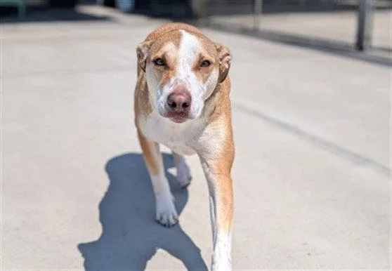 A young medium-sized male Labrador Retriever dog named Watson for adoption in Fort Collins, CO