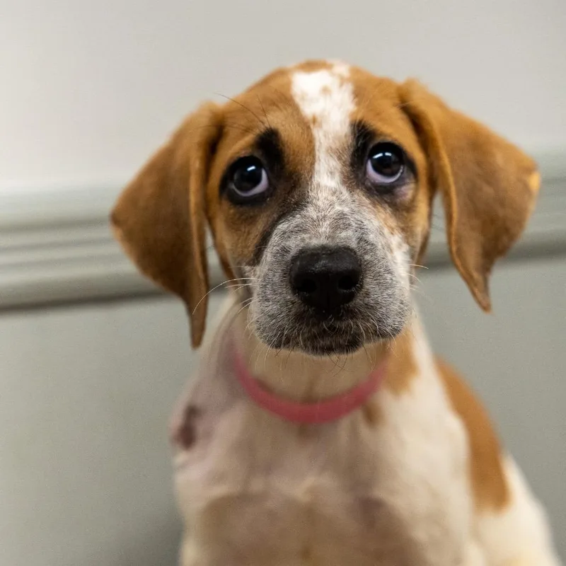 A baby medium-sized female Labrador Retriever dog named Winnie the Pooh for adoption in Pawling, NY