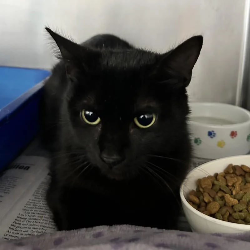 A young medium-sized female Black Domestic Medium Hair cat named Noir for adoption in Newport, NC