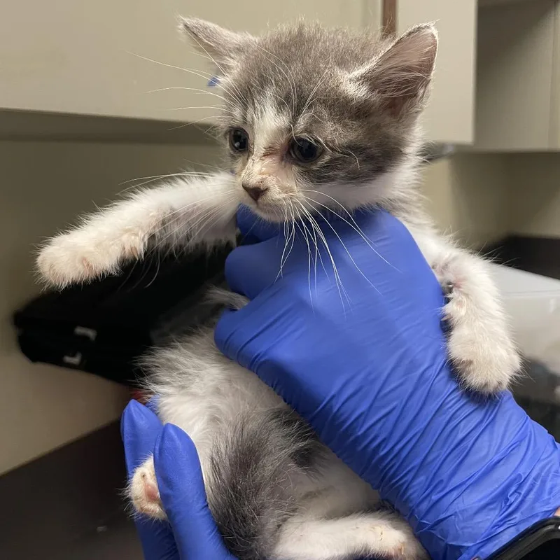 A baby small-sized female Gray / Blue / Silver Domestic Short Hair cat named Odette for adoption in Columbus, GA