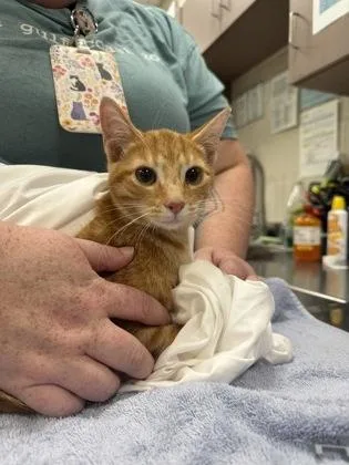 A baby small-sized female Domestic Short Hair cat named Sushi for adoption in Fishers, IN