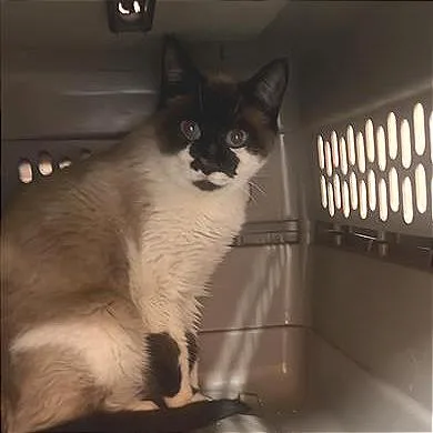 An adult medium-sized female Brown / Chocolate Domestic Short Hair cat named Tofu for adoption in Salt Lake City, UT