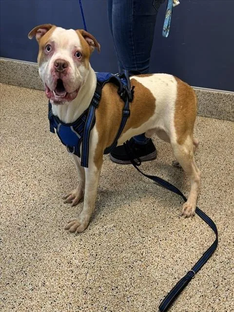 A young large-sized male American Bulldog dog named Mr.wiggle Pants for adoption in Miami, FL