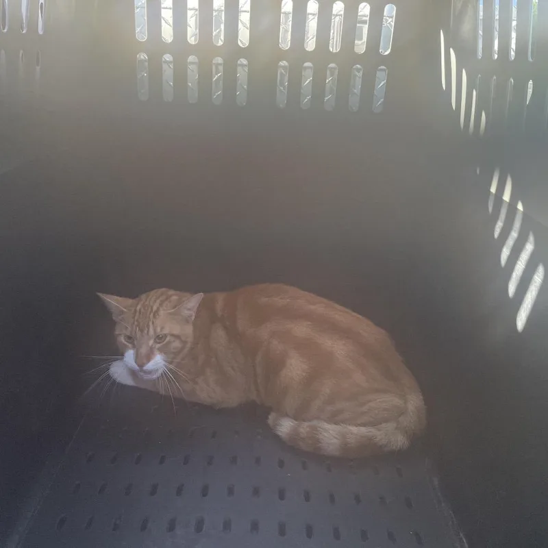 An adult small-sized male Orange / Red Domestic Short Hair cat named BRAZStray for adoption in Lake Jackson, TX